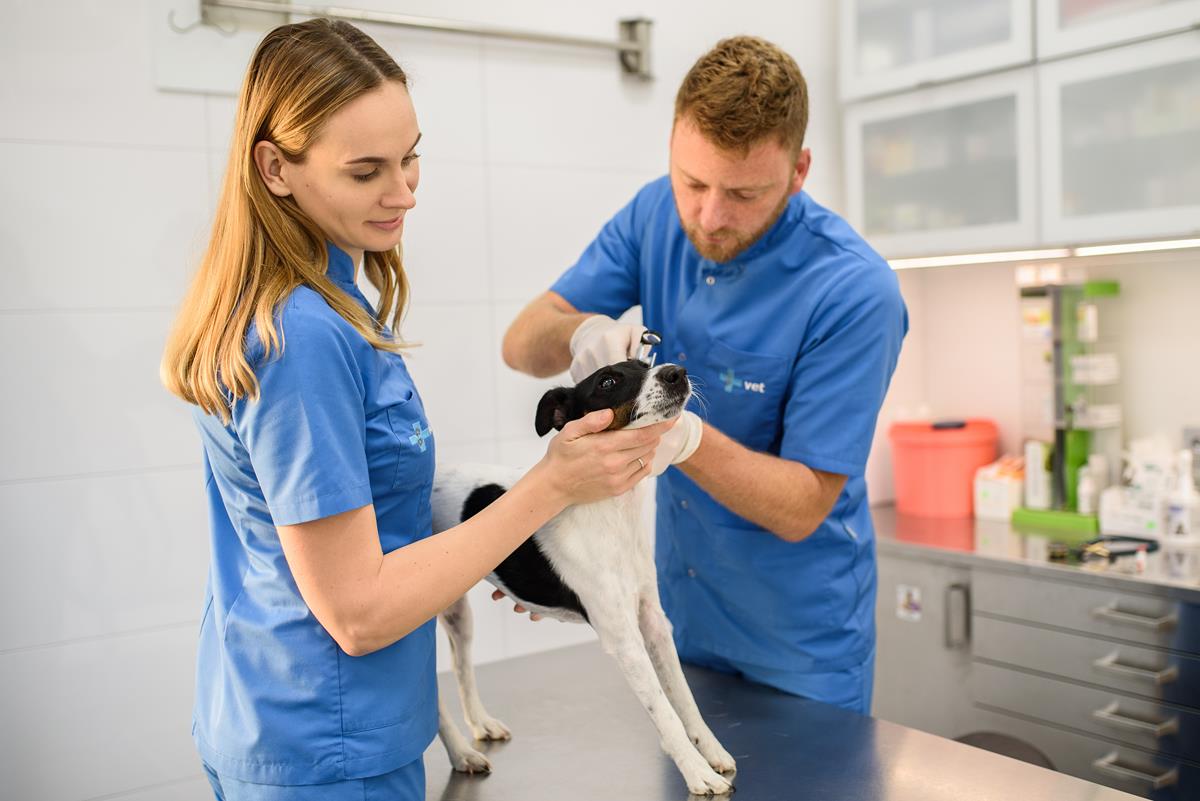 Mający doświadczenie weterynarz mający specjalizację w okulistyce, przyjmujący zwierzęta w klinice weterynaryjnej VET niedaleko Warszawy